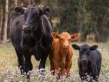 Animal Killing