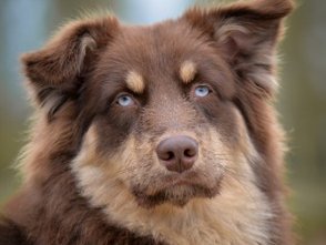 Pet Health